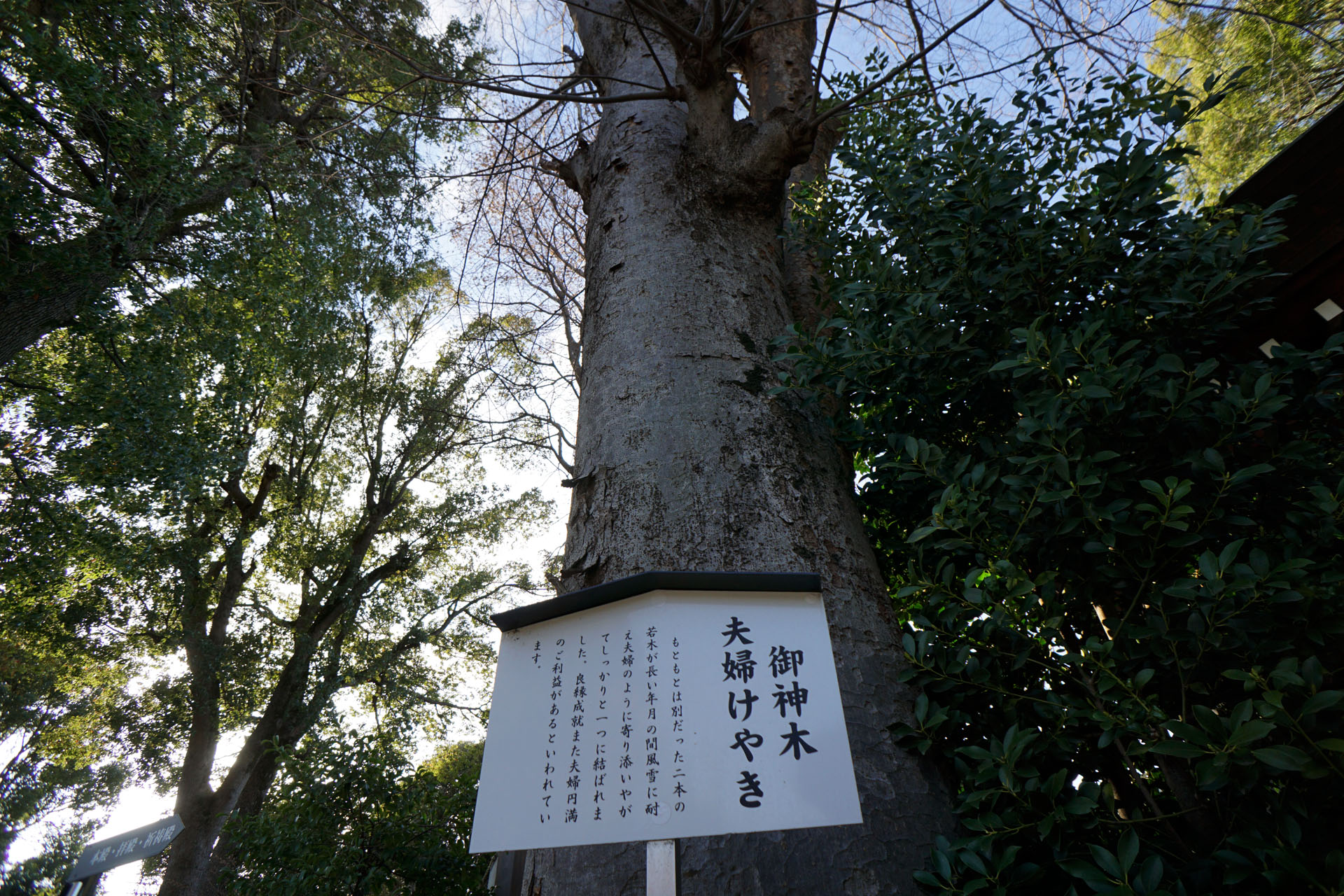 阿佐谷神明宮の写真