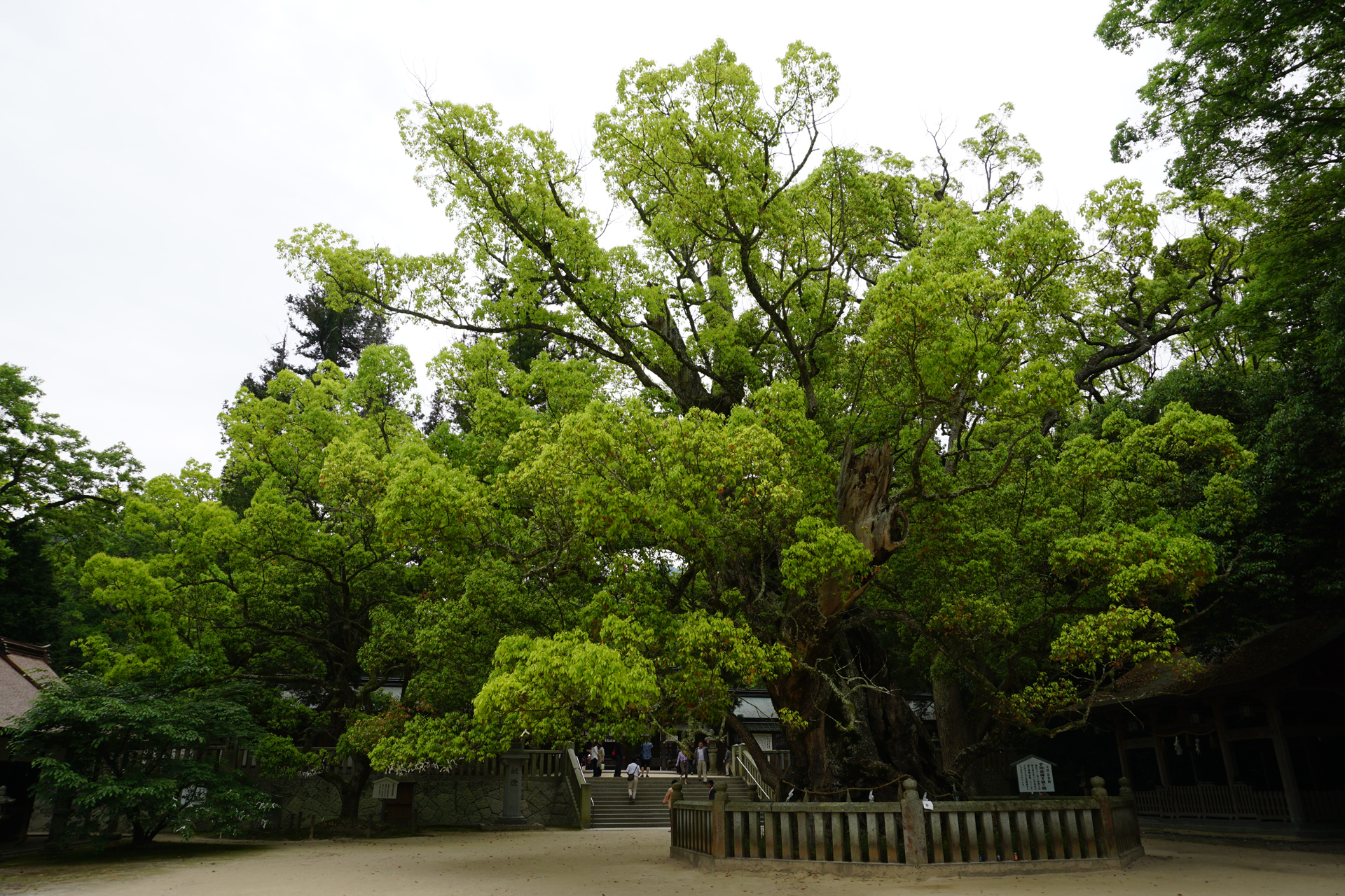 大山祇神社の写真