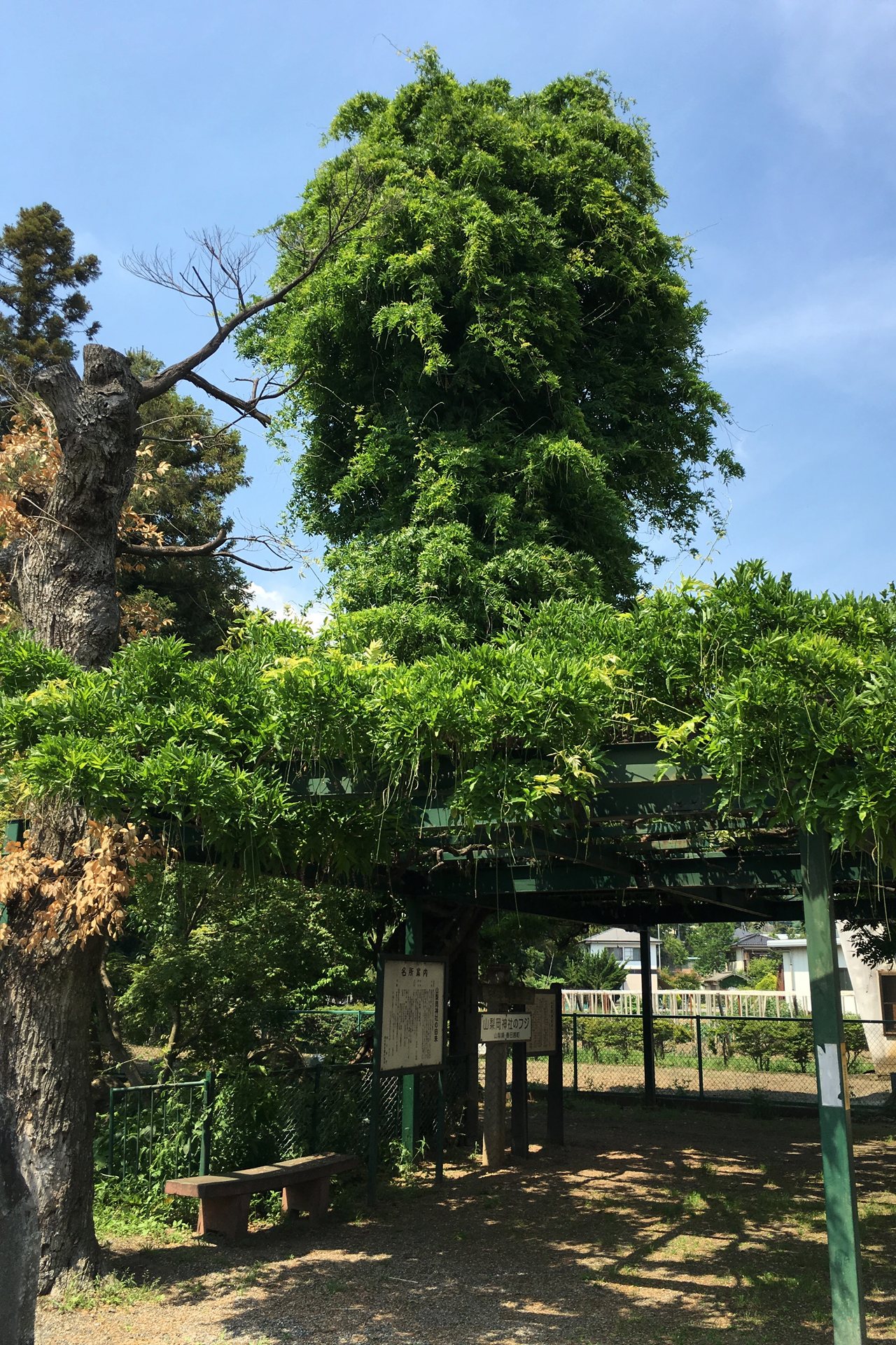 山梨岡神社の写真