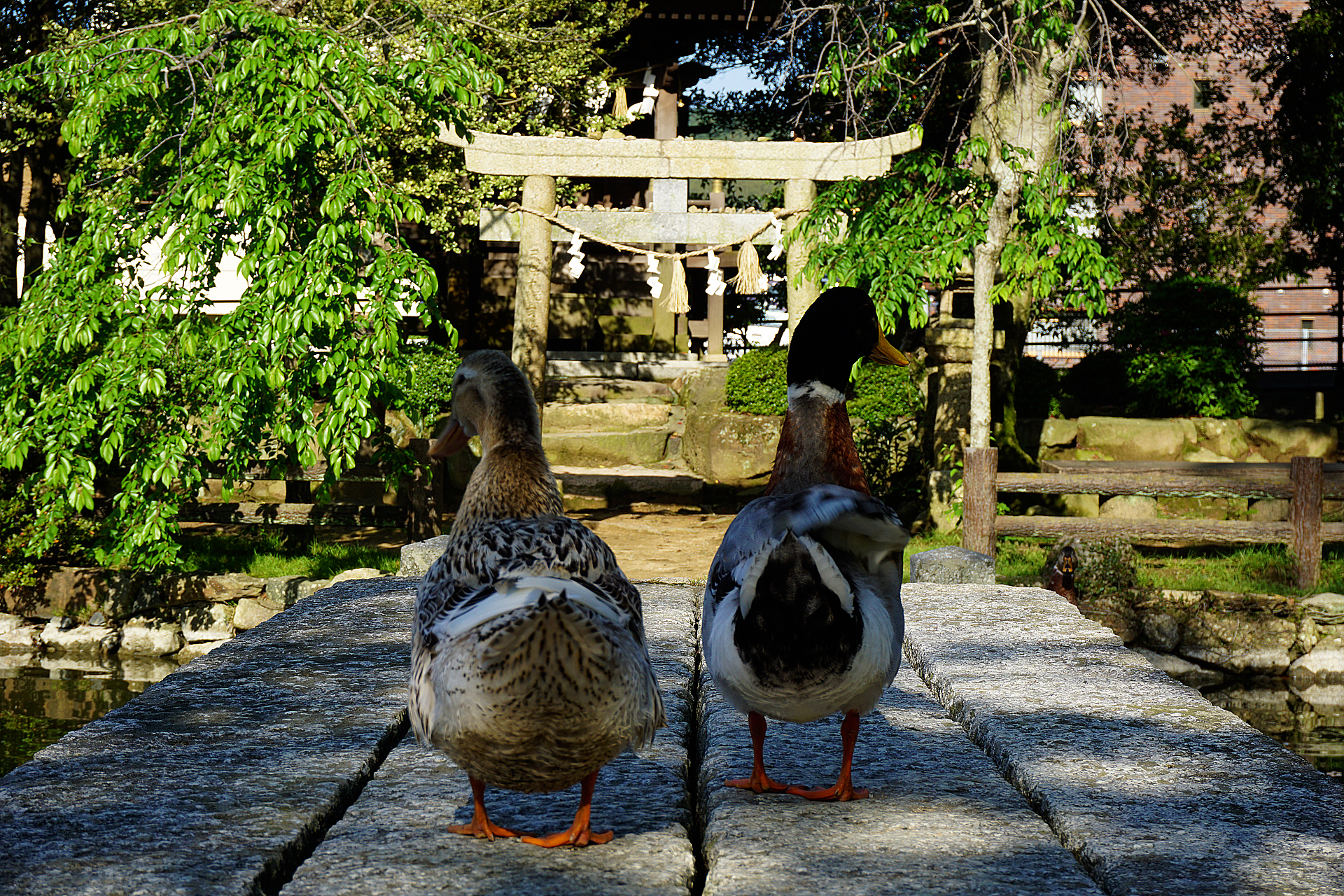 住吉神社 (下関市)の写真
