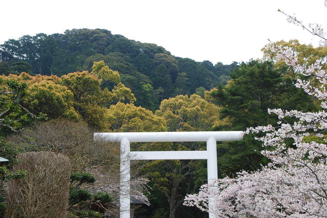 安房神社の写真