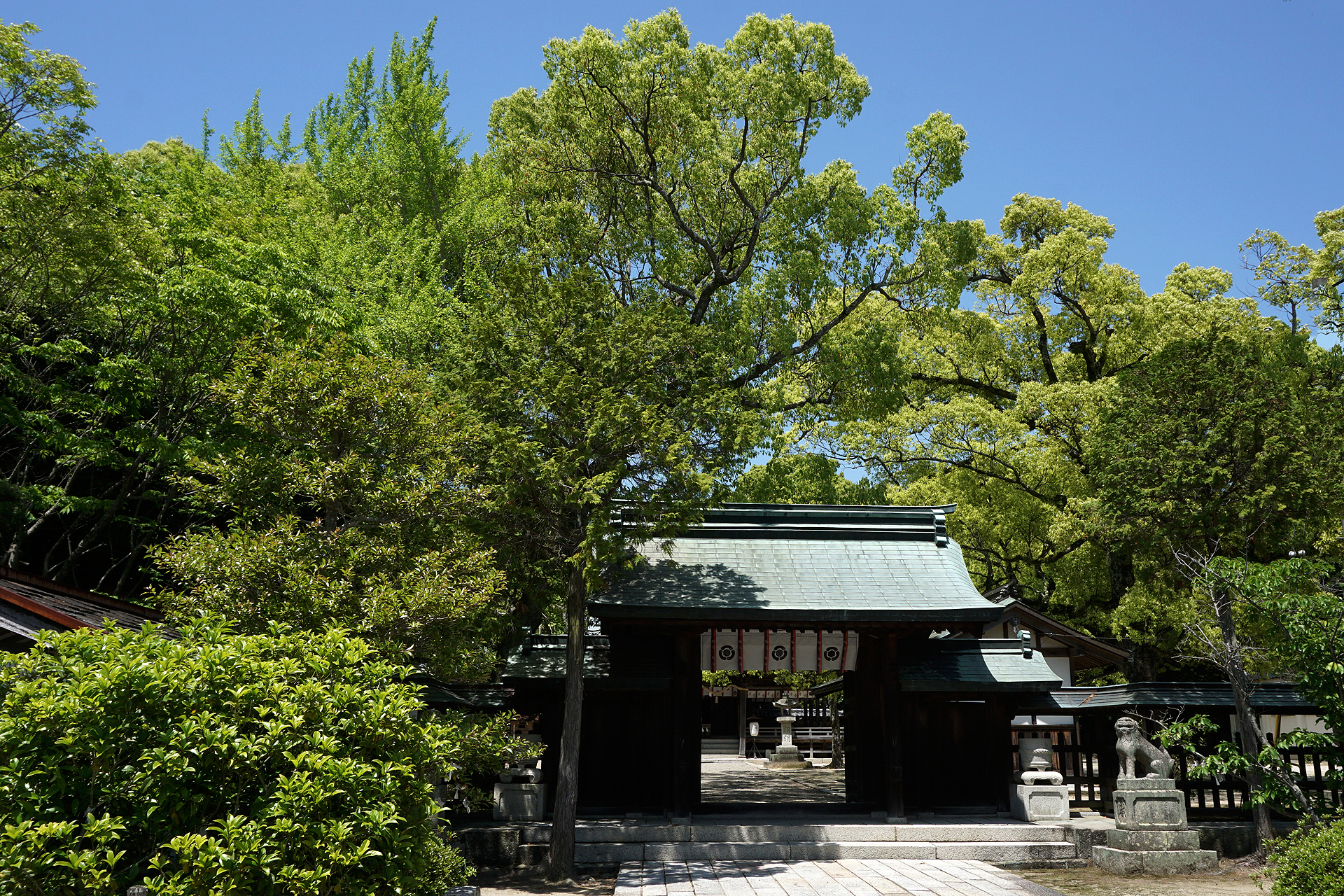 玉祖神社の写真