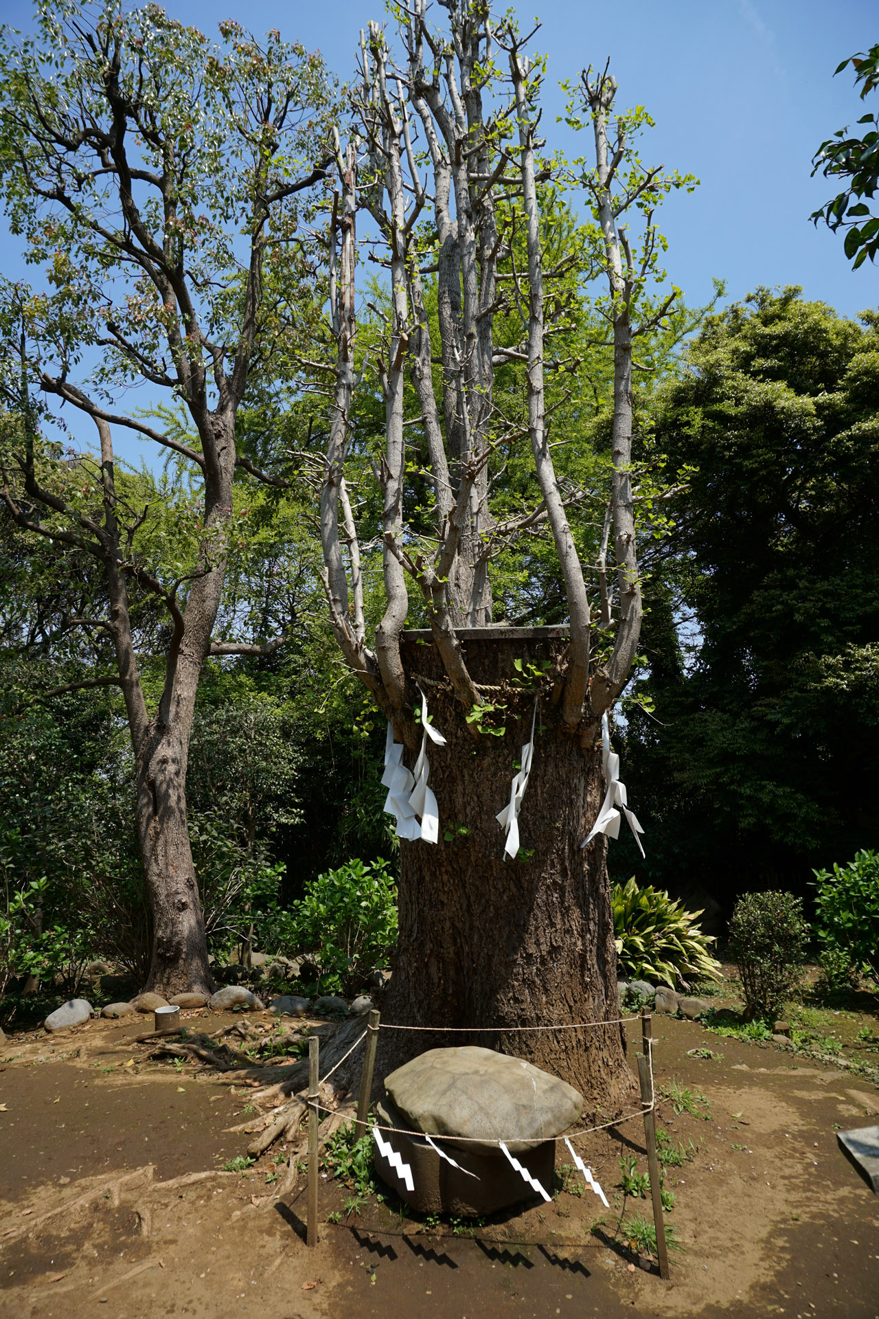 江島神社の写真
