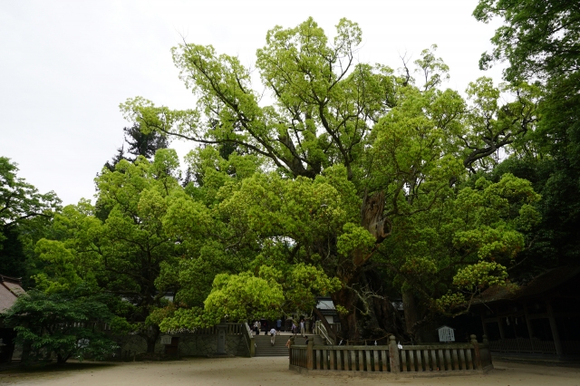 大山祇神社の写真
