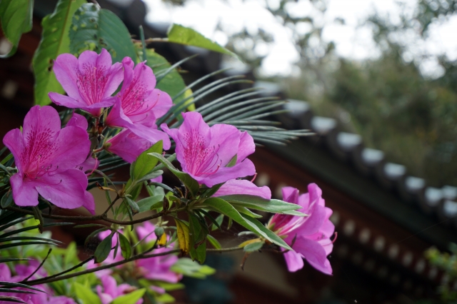 洲崎神社の写真