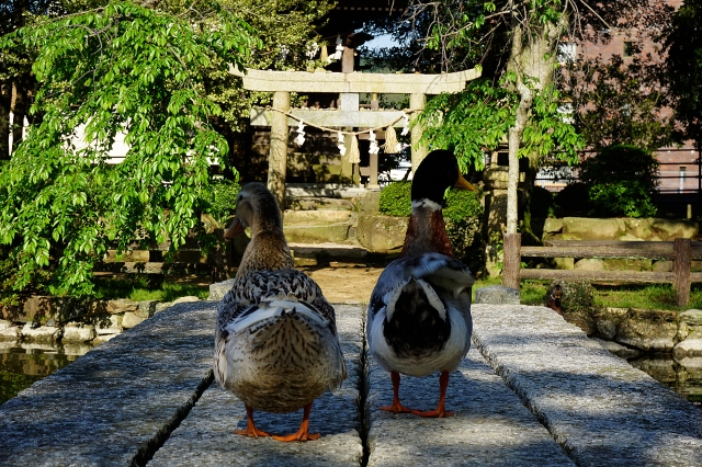 住吉神社 (下関市)の写真