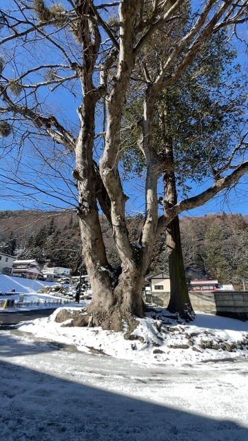諏訪大社上社前宮の写真