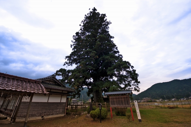 戸隠神社の写真