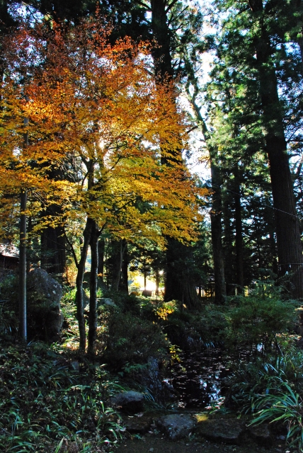 河口浅間神社の写真