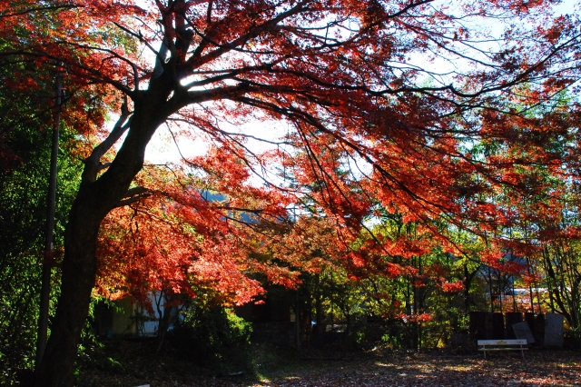 河口浅間神社の写真