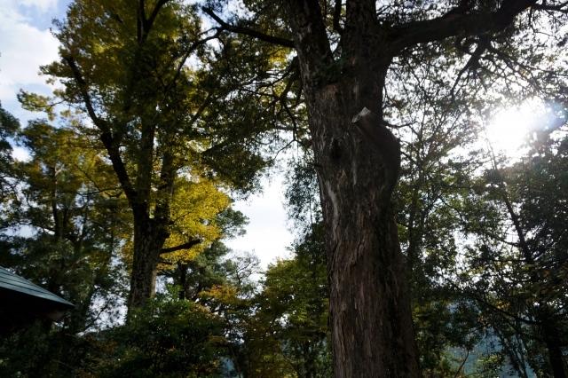 伊那上神社の写真