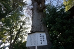 阿佐谷神明宮の写真