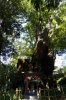 来宮神社の写真