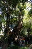 来宮神社の写真