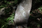 赤神神社　五社堂の写真